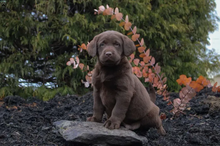 Labrador Chocolate | A pronta entrega