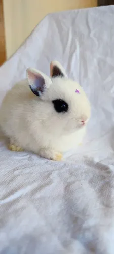 Filhotes de Netherland Dwarf - Machinhos Disponíveis
