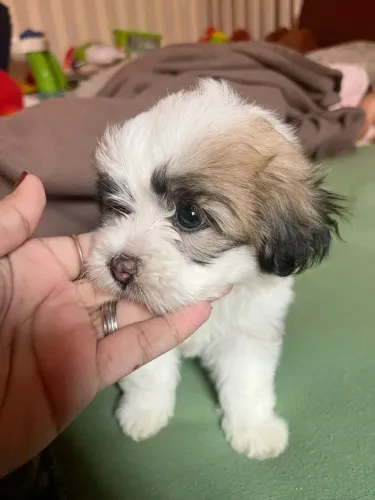 Filhote Lhasa Apso de Raça