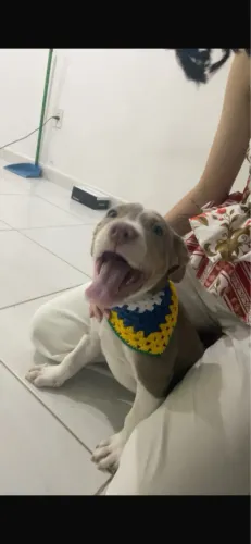 Filhote de Pitbull macho