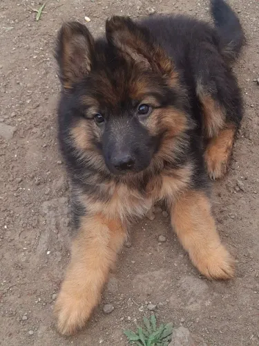 Pastor. O prêmio mais fofo da festa está aqui
