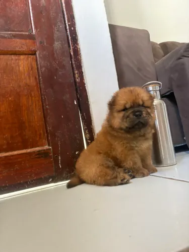Chow Chow porte Americo