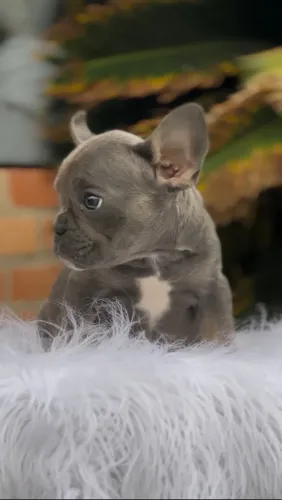 Filhote Bulldog Francês Exotico F