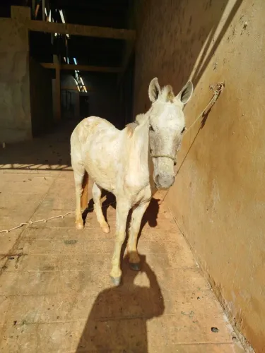 cavalo bom de sela 