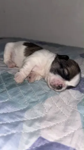 Shitzus disponíveis