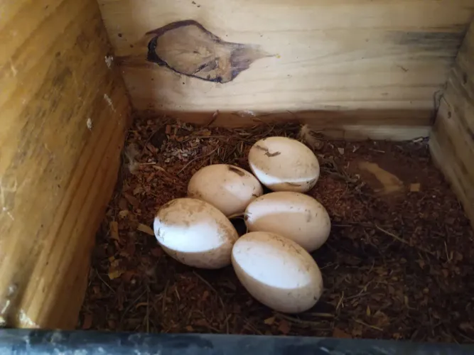 Ovos de Gansos (Sinaleiro Pardo)