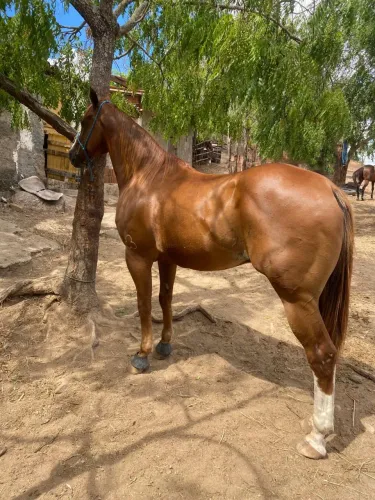 Cavalo de direita