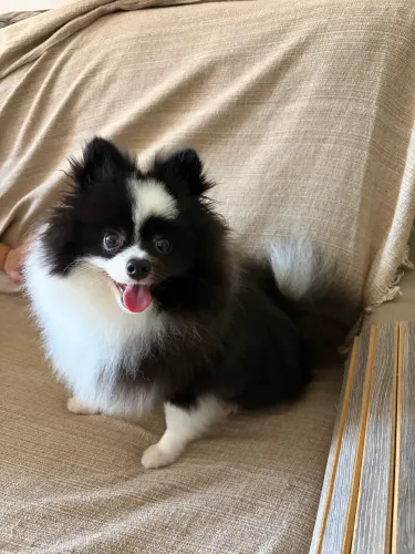Lulu da pomerania spitz alemão anão machinho