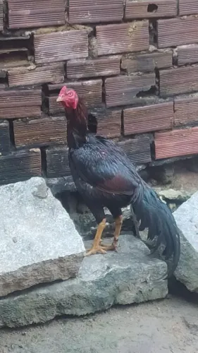 Galo de raça