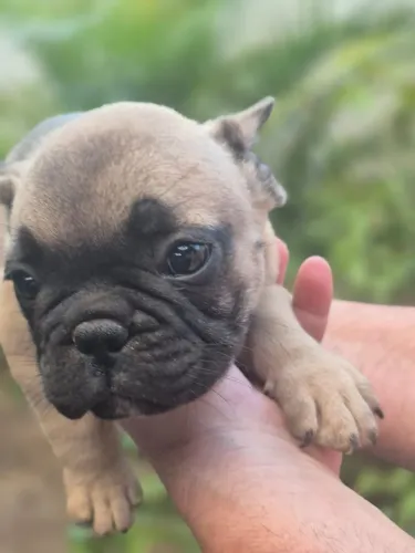 FILHOTES BULDOGUE FRANCÊS