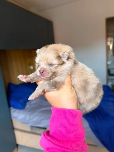Lulu da pomerania merle