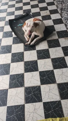 Doação de pitbull
