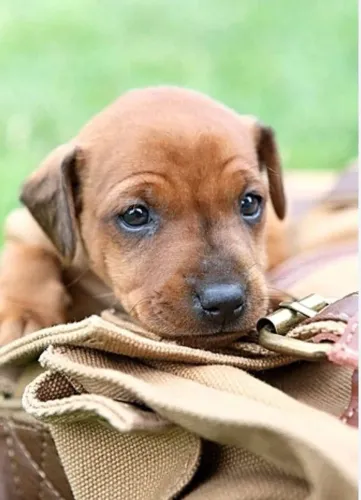 Vendo pinscher macho 1 mês de vida número 1