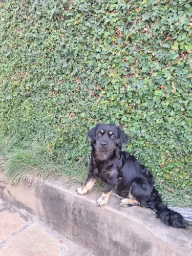 Cachorro doação macho 7 meses saudável carinhoso