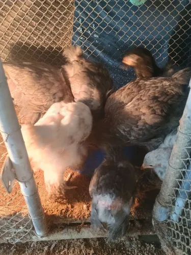 Pintinhos brahma