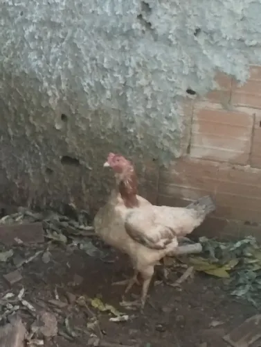Galinhas caipira 