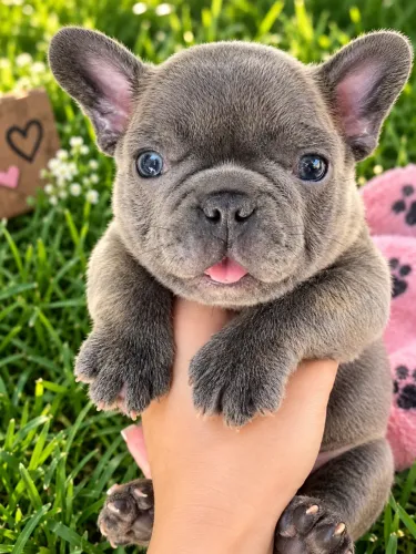 Bulldog Francês Filhotes Exóticos Disponíveis