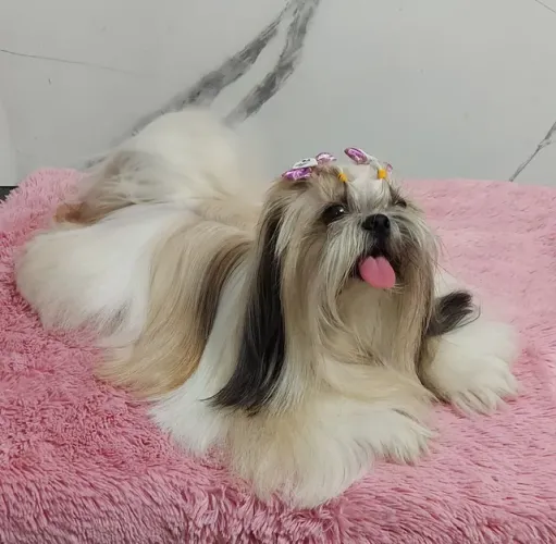Shih tzus disponíveis Canil Teresina Especializado Em Raças Pequenas