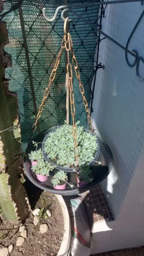Kit Plantas Suculentas Jardim Vertical - 8 itens