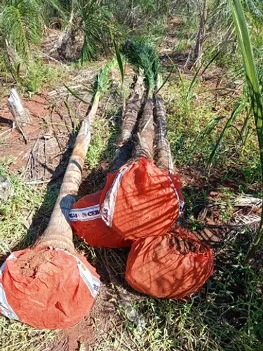 mudas da gueiroba ou guariroba adultas  para paisagismo 3 metros 