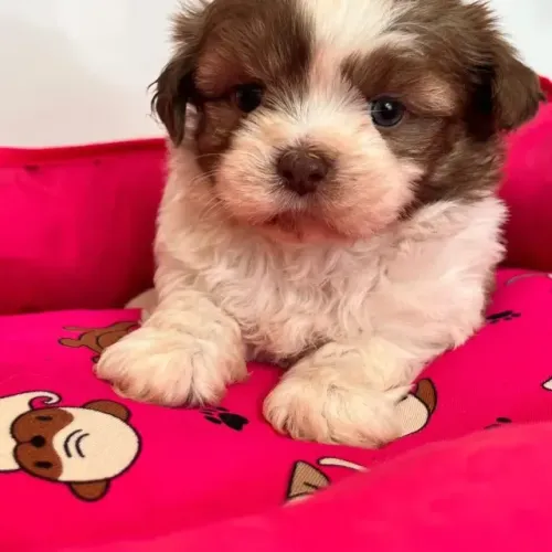lindos e pequenos pacotinho de amor shih tzu