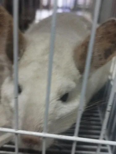 Chinchila