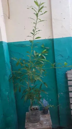 Muda de sapoti