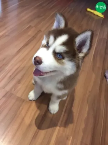 Husky siberiano red - olhos claros