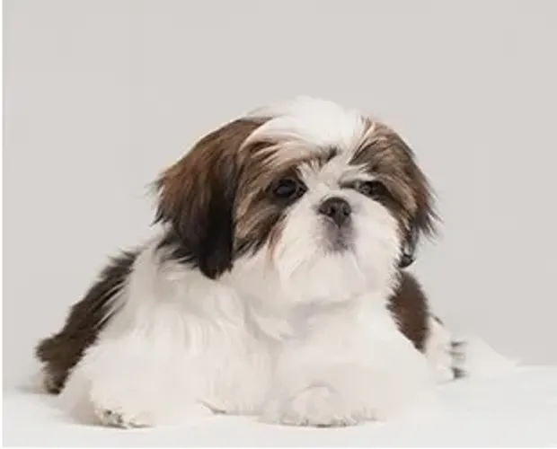 Shih-Tzu Macho Beige: Personalidade em Cada Passo!