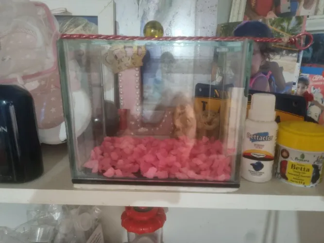 Aquário para peixes Beta 