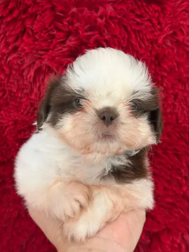 Shih Tzu. Um menino de pelagem branca e chocolate com charmosíssimo olhos claros!
