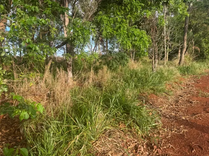 Pasto para gado com terra para pranta milho também