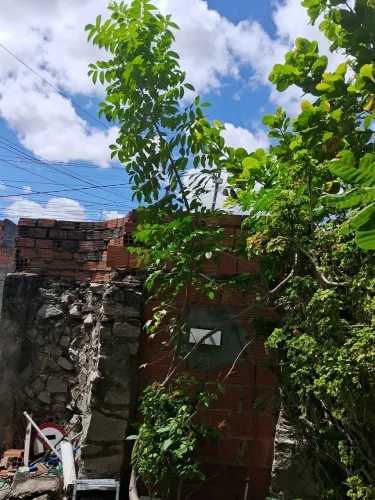 Mudas de caja embu com 4 metros