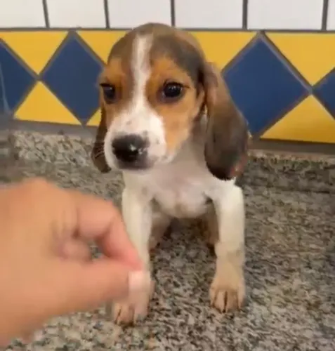 Beagle sapeca