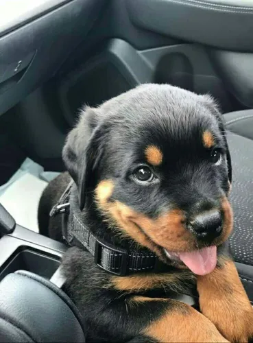 Filhote de Rottweiler para sua segurança