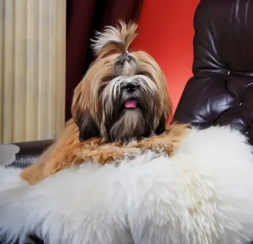 Lhasa Apso Pequeno Dourado Fêmea - Pelagem Longa e Personalidade Encantadora!
