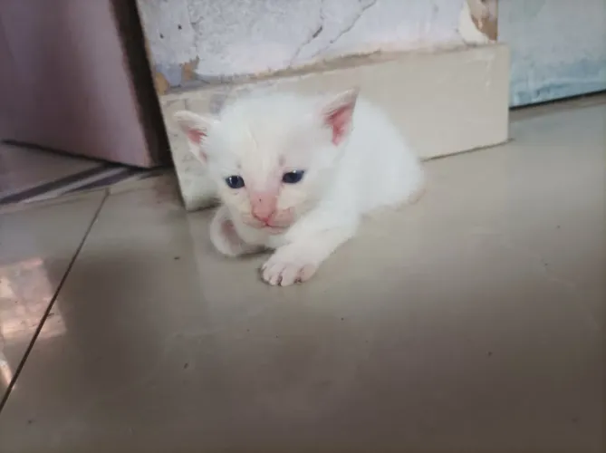 Adote gatinhos!