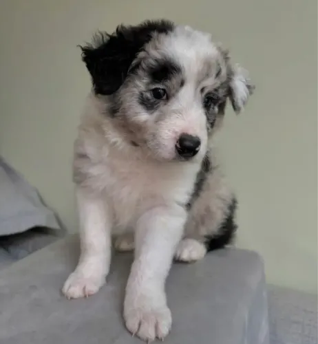 Border collie