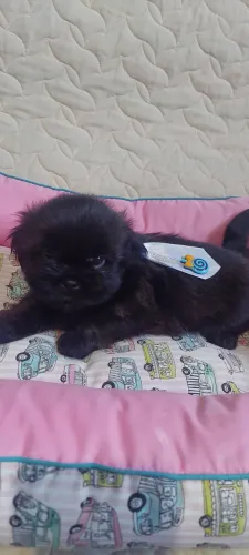 Filhote shihtzu macho preto