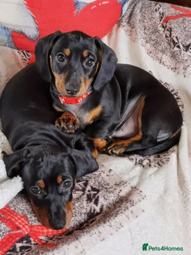 Filhotinhos dachshund/teckel/basset/salsicha/cofap de linhagem selecionada