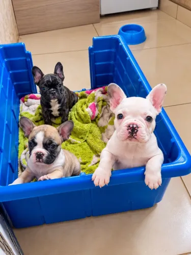 Filhotes de Bulldog francês 