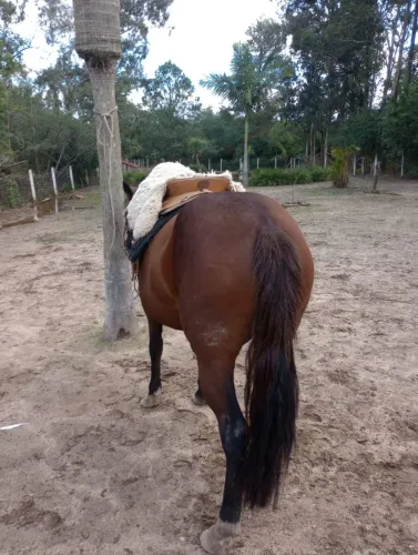Cavalo