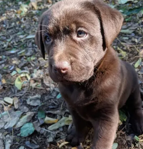 Labrador Discreto e Astuto