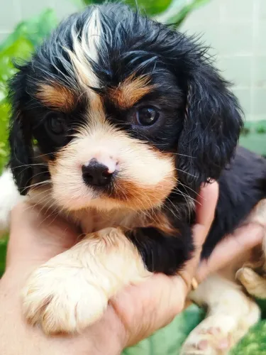 Carvalier king Charles spaniel