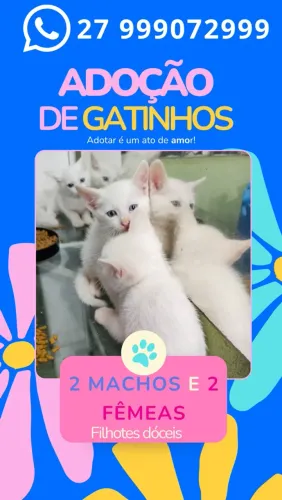 Gatinhos para ADOÇÃO *