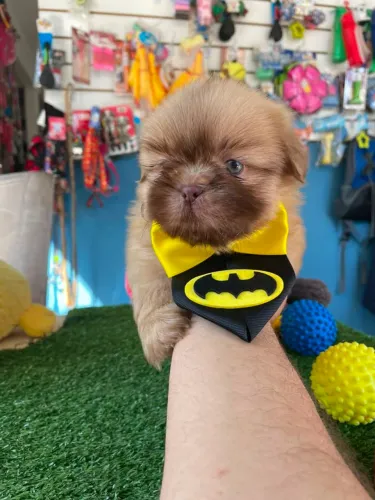 Shihtzu machinho olhos verdes 