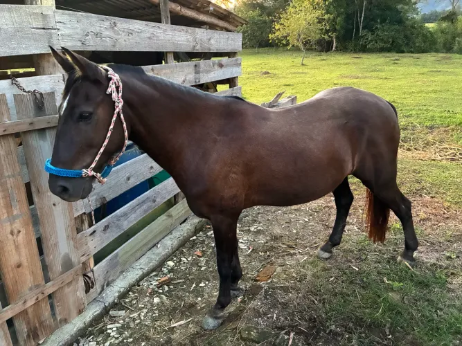 Vendo cavalo mangalarga marchador 