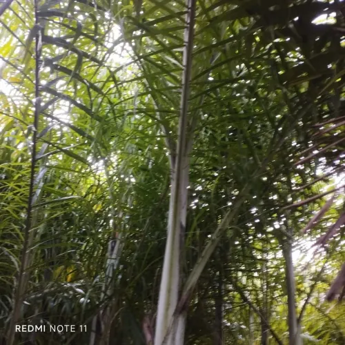 Mudas da areca de locuba queima de estoque 