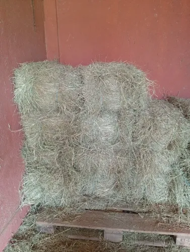 Vende-se feno 25 reais cada fardo 