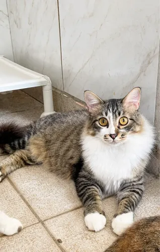 Gato peludo castrado e vacinado para adoção 